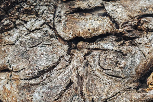 Hladké opotřebované kořen s vlnitá textura a mechu rostoucích v praskliny — Stock fotografie