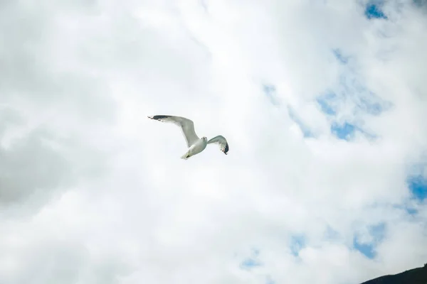 Armenian Gull in Flight on Blue Sky — Stock Photo, Image