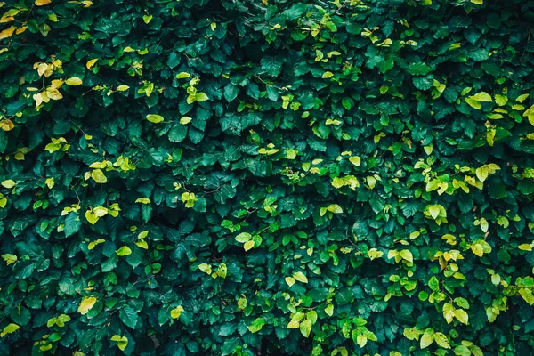 Yeşil çim arka plan, doku, desen. Çok yüksek çözünürlük. 