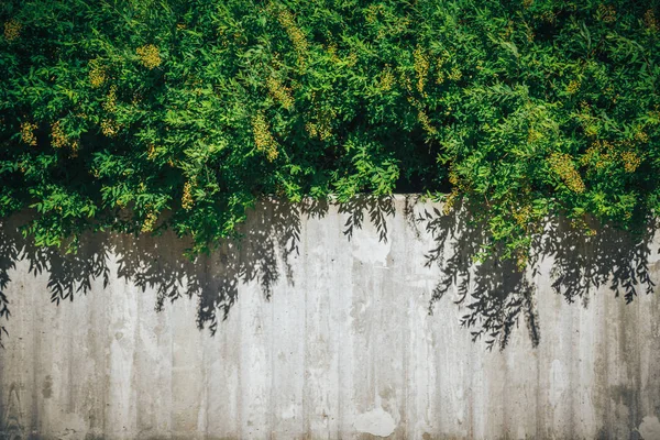 Pared de hormigón o mármol y suelo de hormigón con plantas ornamentales o hiedra o árbol de jardín para el fondo . —  Fotos de Stock