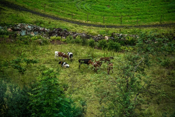 Sommerweide der Rinder auf Purzelbäumen — Stockfoto