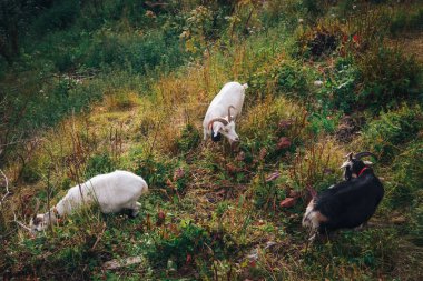 bir dağ keçileri manzaraya görünüyor