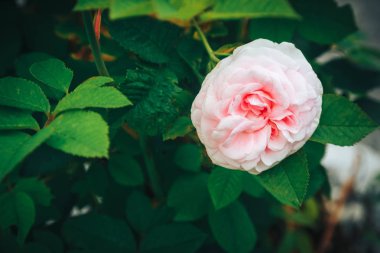 Çiçeği pembe Gül ve bokeh. güzel arka plan bir gül. Kartpostal ve diğer tasarım düzenleri için uygundur.
