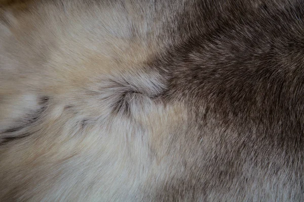 Herten bont grijze achtergrond. huid — Stockfoto