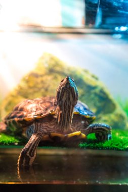 Kırmızı kulaklı Terrapin - Trachemys scripta elegans içinde belgili tanımlık akvaryum