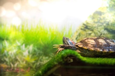Kırmızı kulaklı Terrapin - Trachemys scripta elegans yalanlar üzerine köprü ısıtmalı ve onun önünde onun paws içinde belgili tanımlık akvaryum katlama