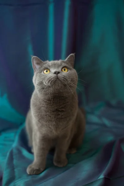Velmi krásná zamyšlená britská kočka sedí na fialovém pozadí. Koncepce domácí zvířata. — Stock fotografie