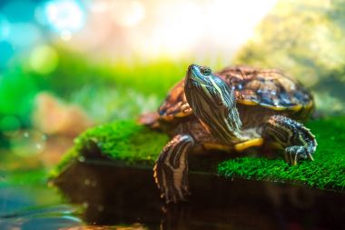 Kırmızı kulaklı Terrapin - Trachemys scripta elegans içinde belgili tanımlık akvaryum