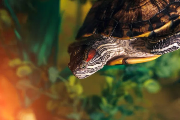 Kırmızı kulaklı Terrapin - Trachemys scripta elegans içinde belgili tanımlık akvaryum — Stok fotoğraf