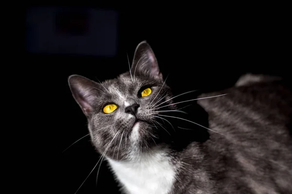 Belo retrato de um gato cinza sobre um fundo preto. há um lugar para texto e publicidade — Fotografia de Stock