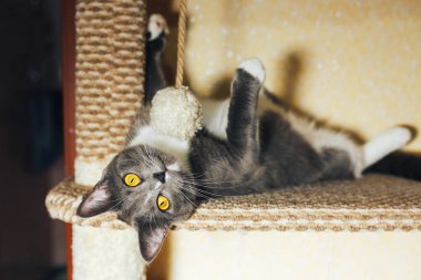 Komik Gri kedi oturma ve sonrası kafa çizilmemesi üzerinde oynama