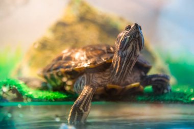 Kırmızı kulaklı Terrapin - Trachemys scripta elegans içinde belgili tanımlık akvaryum