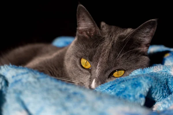 Belo retrato de um gato cinza sobre um fundo preto. há um lugar para texto e publicidade — Fotografia de Stock