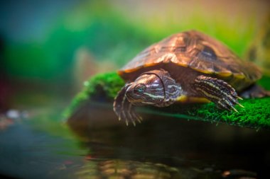 Kırmızı kulaklı Terrapin - Trachemys scripta elegans içinde belgili tanımlık akvaryum