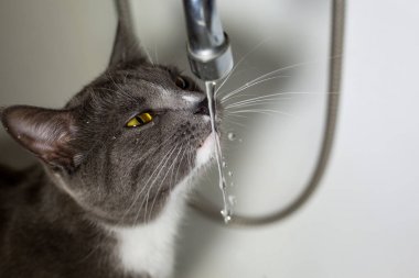 kedi tuvalette su içiyor.