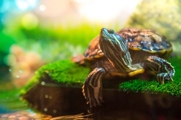 Kırmızı kulaklı Terrapin - Trachemys scripta elegans içinde belgili tanımlık akvaryum