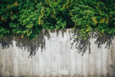Beton duvar veya mermer duvar ve süs bitkileri ya da sarmaşık veya Bahçe ağaç arka plan için beton zemin.