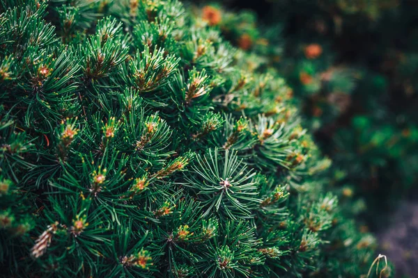 Fir tree brunch close up. Shallow focus. Fluffy fir tree brunch close up. Christmas wallpaper concept. Copy space.