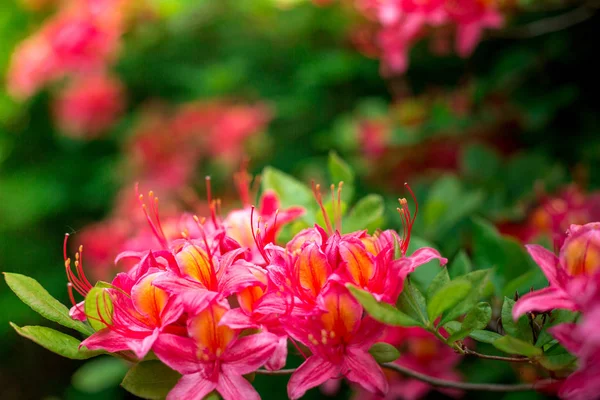 pembe plumeria çiçek zemin yumuşak odak bulanık arka plan güzel vintage fotoğraf için yeşil