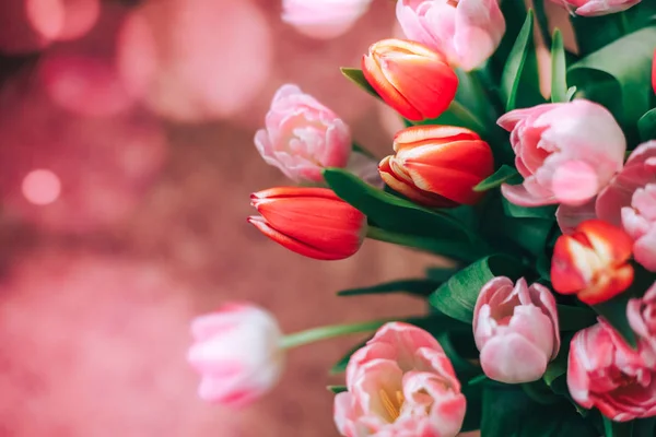 Beautiful red and pink tulips natural background and reflections