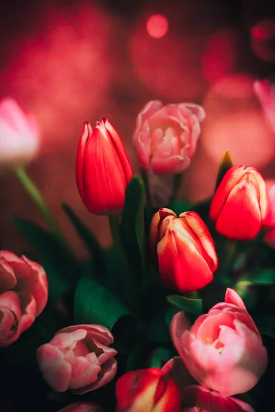Piękne czerwone i różowe tulipany naturalne tło i refleksje — Zdjęcie stockowe