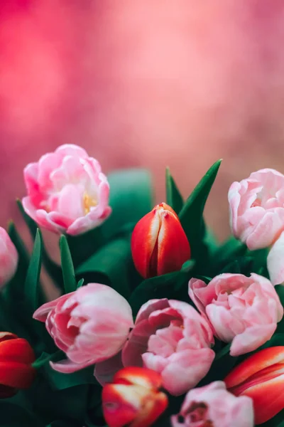 Beautiful red and pink tulips natural background and reflections