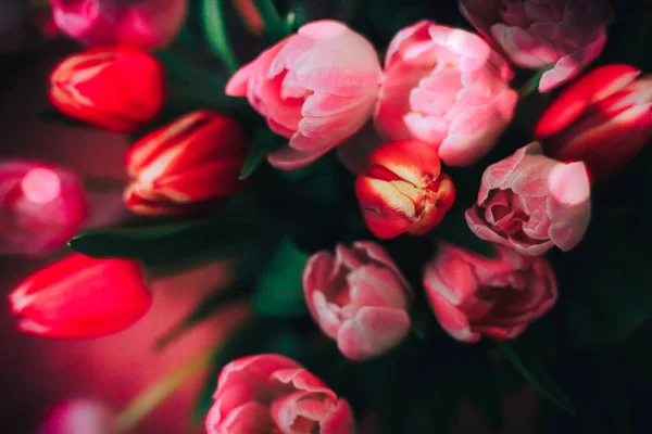 Piękne czerwone i różowe tulipany naturalne tło rozmazane i refleksje — Zdjęcie stockowe