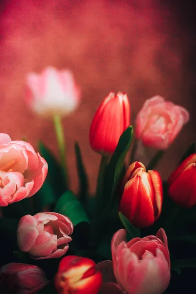 Beautiful red and pink tulips natural background and reflections