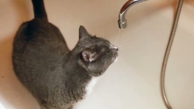 Yalama su musluk bulanık yakın kadar banyo lavabo içme yavru kedi kedi