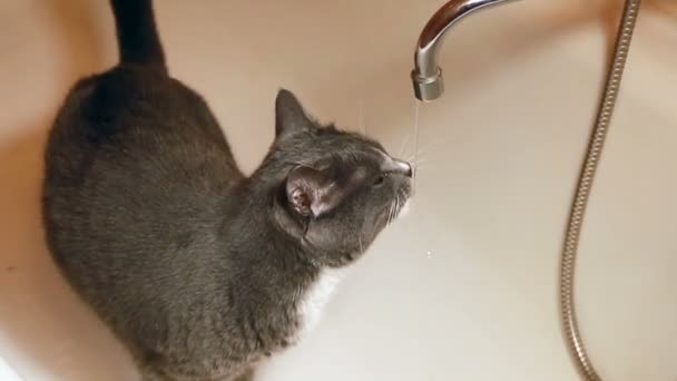 Кот облизывая воду из крана расплывчато близко от раковины ванны котенка питьевой — стоковое видео