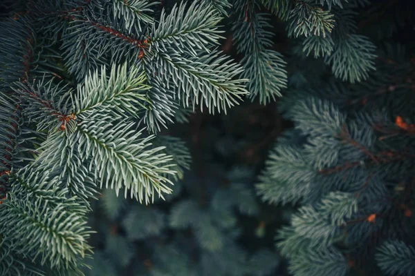 Firavun ağacı brunch 'ı yaklaşıyor. Sığ odaklanma. Yumuşak köknar ağacı brunch 'ı yakın çekim. Noel duvar kağıdı konsepti. Boşluğu kopyala.