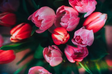 Güzel kırmızı ve Pembe Lale doğal arka plan ve yansımalar