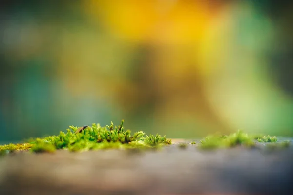 Природний Зелений Фон Вибірковим Фокусом Осінній Пейзаж Прекрасні Листя Барвисті — стокове фото
