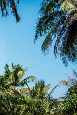 Mavi gökyüzüne karşı palmiye ağaçları, tropikal sahilde palmiye ağaçları, eski moda ve stil, hindistan cevizi ağacı, yaz ağacı, retro