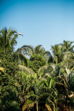 Mavi gökyüzüne karşı palmiye ağaçları, tropikal sahilde palmiye ağaçları, eski moda ve stil, hindistan cevizi ağacı, yaz ağacı, retro