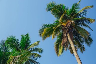 Mavi gökyüzüne karşı palmiye ağaçları, tropikal sahilde palmiye ağaçları, eski moda ve stil, hindistan cevizi ağacı, yaz ağacı, retro