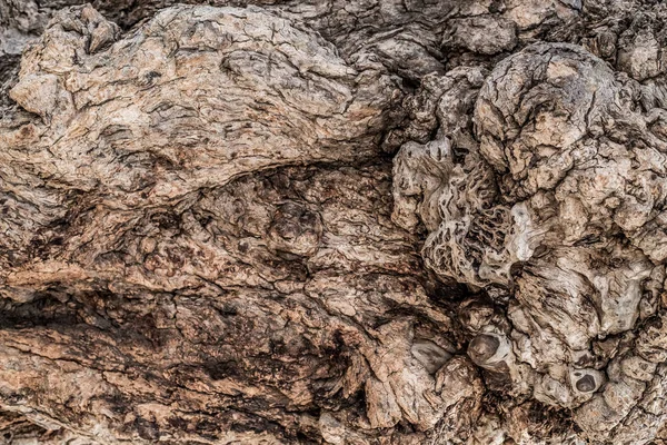 Grange textura de la corteza de un árbol viejo como un arte de la naturaleza — Foto de Stock