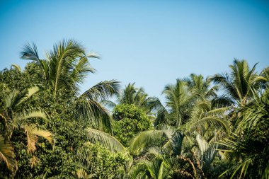 Mavi gökyüzüne karşı palmiye ağaçları, tropikal sahilde palmiye ağaçları, eski moda ve stil, hindistan cevizi ağacı, yaz ağacı, retro
