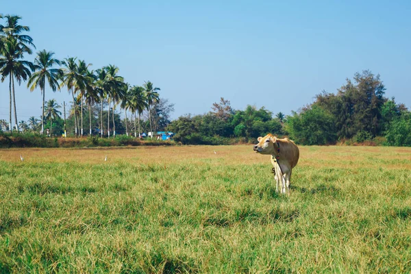 컬러 구슬, 하얀 새 크레인으로 둘러싸인 야자수와 함께 필드에 푸른 잔디에 서 있는 백인 인도 소 — 스톡 사진