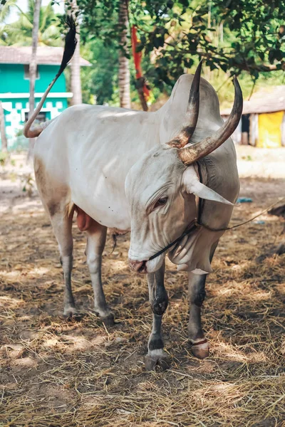 Vaca indiana, Vaca branca Desi — Fotografia de Stock