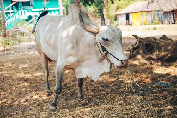 インドの牛、デジ白い牛 — ストック写真
