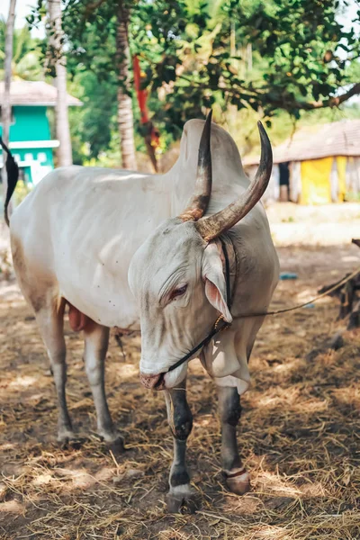 Vaca indiana, Vaca branca Desi — Fotografia de Stock
