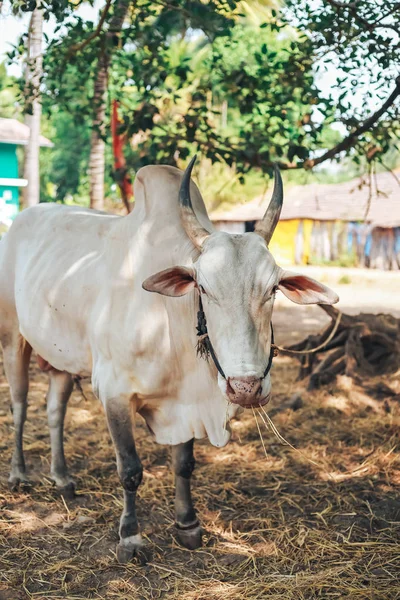 인도 암소, Desi 흰 암소 — 스톡 사진