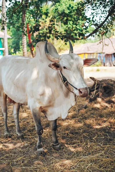indian Cow, Desi white cow