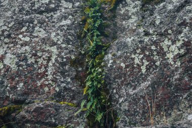 Kayaların arasında büyüyen fern yaprak. Dikey olarak arka plan ikiye bölen taş, fern Filiz