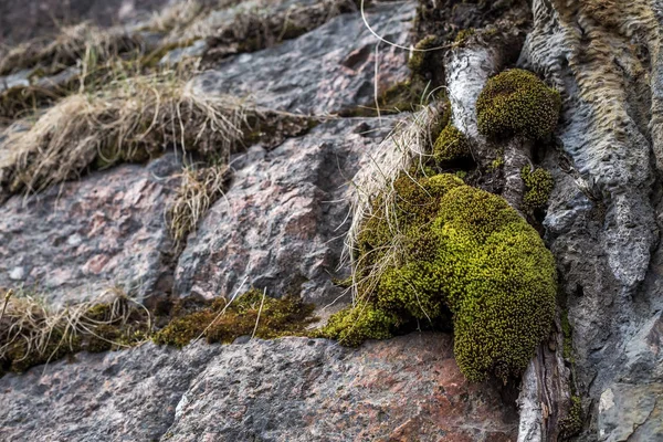 Green moss on granite background