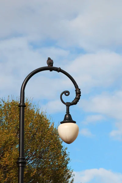 Pombo em luz de rua contra fundo céu azul — Fotografia de Stock