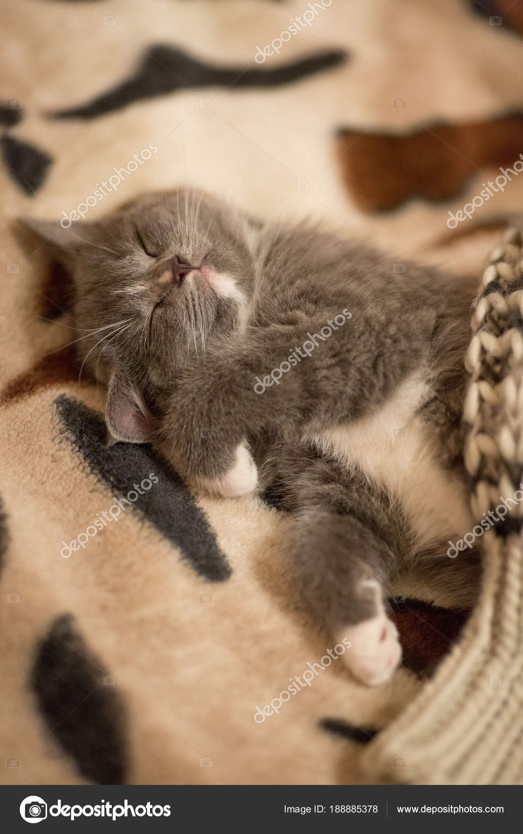 leopard print kitten