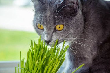 Vitamin için cats - germinated yulaf. Yeşil otların arasında bir saksı. Kedi yararlı çim yeme. Kedi gri, yeşil çimen. Arka plan - ahşap, koyu kurulu. Germinated yulaf kediler için yararlıdır