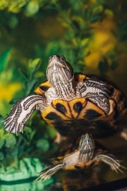 Kırmızı kulaklı Terrapin - Trachemys scripta elegans içinde belgili tanımlık akvaryum